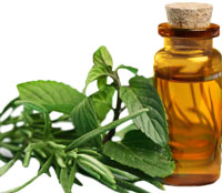 ingredients-honey-glow-serum-05-tea-tree-oil